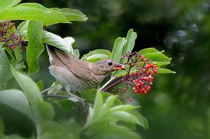 Thrush, Swainson's, 2015-06142123 Point Reyes National Seashore, CA